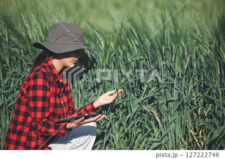 wheat farmer harvest business concept farming agronomist analyzing data barley examines food field summer cereal agriculture Smart farm modern management growth control organic summer background blur wheat farmer harvest business concept farming agronomist analyzing data barley examines food field summer cereal agriculture Smart farm modern management growth control organic summer background blur 127222746