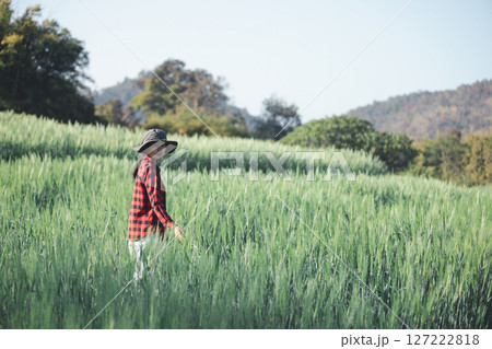 wheat farmer harvest business concept farming agronomist analyzing data barley examines food field summer cereal agriculture Smart farm modern management growth control organic summer background blur 127222818