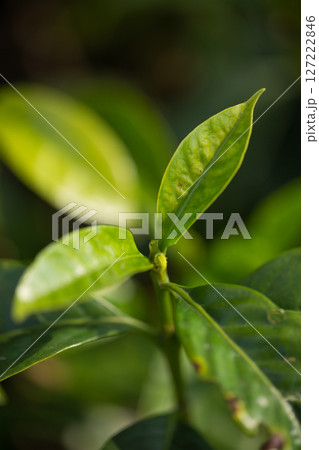 Smart farming techniques hydroponic fresh garden produce agriculture promotes farmer concept seedling coffee pot close up fresh green plant tree farm growth blur background organic garden cultivate 127222846