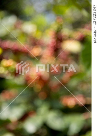 Blur background coffee seed eco organic garden Farmer concept hand harvest ripe robusta arabica berry close up fresh green leaf bean picking orange crop red yellow berries raw plant tree farm growth 127222847