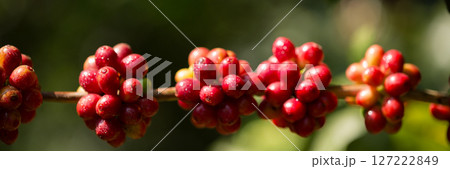 Blur background coffee seed eco organic garden Farmer concept hand harvest ripe robusta arabica berry close up fresh green leaf bean picking orange crop red yellow berries raw plant tree farm growth 127222849