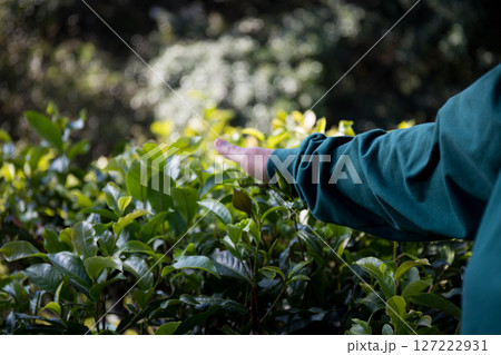 Business concept centers around fresh green tea reap background leaves organic farm with banner lush garden healthy plant tree leaves eco herbal farmer blur leaf plantation Freshness herbal natural Business concept centers around fresh green tea reap background leaves organic farm with banner lush garden healthy plant tree leaves eco herbal farmer blur leaf plantation Freshness herbal natural 127222931