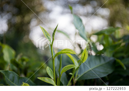 Business concept centers around fresh green tea reap background leaves organic farm with banner lush garden healthy plant tree leaves eco herbal farmer blur leaf plantation Freshness herbal natural 127222933