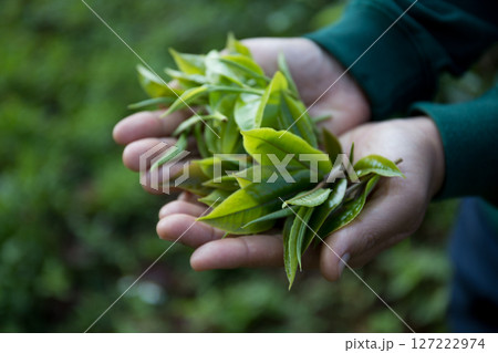 Business concept centers around fresh green tea reap background leaves organic farm with banner lush garden healthy plant tree leaves eco herbal farmer blur leaf plantation Freshness herbal natural 127222974