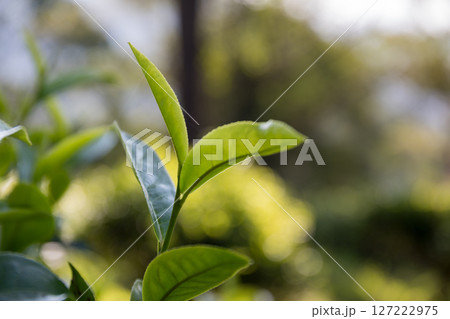 Business concept centers around fresh green tea reap background leaves organic farm with banner lush garden healthy plant tree leaves eco herbal farmer blur leaf plantation Freshness herbal natural Business concept centers around fresh green tea reap background leaves organic farm with banner lush garden healthy plant tree leaves eco herbal farmer blur leaf plantation Freshness herbal natural 127222975