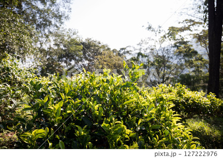Business concept centers around fresh green tea reap background leaves organic farm with banner lush garden healthy plant tree leaves eco herbal farmer blur leaf plantation Freshness herbal natural 127222976