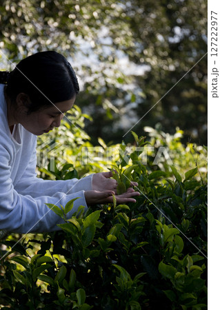 Business concept centers around fresh green tea reap background leaves organic farm with banner lush garden healthy plant tree leaves eco herbal farmer blur leaf plantation Freshness herbal natural Business concept centers around fresh green tea reap background leaves organic farm with banner lush garden healthy plant tree leaves eco herbal farmer blur leaf plantation Freshness herbal natural 127222977