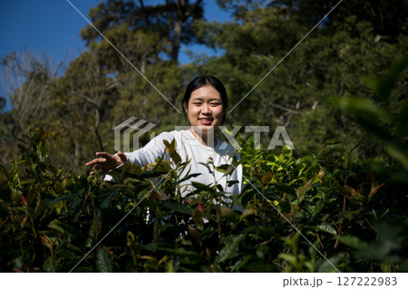 Business concept centers around fresh green tea reap background leaves organic farm with banner lush garden healthy plant tree leaves eco herbal farmer blur leaf plantation Freshness herbal natural Business concept centers around fresh green tea reap background leaves organic farm with banner lush garden healthy plant tree leaves eco herbal farmer blur leaf plantation Freshness herbal natural 127222983