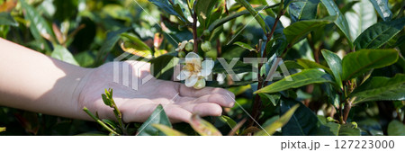 Business concept centers around fresh green tea reap background leaves organic farm with banner lush garden healthy plant tree leaves eco herbal farmer blur leaf plantation Freshness herbal natural 127223000