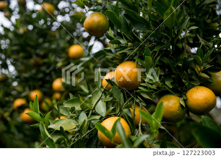 Business farm orange concept nature fruit citrus orchard mandarin tree growing, vibrant organic lush leaves background farmer green garden crop leaf ripe laden branches plant close up farming growth. Business farm orange concept nature fruit citrus orchard mandarin tree growing, vibrant organic lush leaves background farmer green garden crop leaf ripe laden branches plant close up farming growth. 127223003