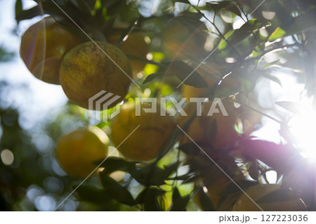 Business farm orange concept nature fruit citrus orchard mandarin tree growing, vibrant organic lush leaves background farmer green garden crop leaf ripe laden branches plant close up farming growth. Business farm orange concept nature fruit citrus orchard mandarin tree growing, vibrant organic lush leaves background farmer green garden crop leaf ripe laden branches plant close up farming growth. 127223036