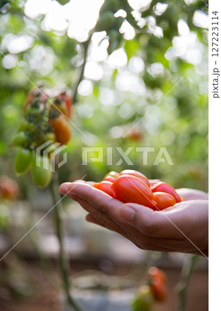 Smart farming techniques hydroponic salad vegetables technology tomato red green ensuring fresh sustainable produce agriculture promotes healthy eating support farmer living local community non gmo Smart farming techniques hydroponic salad vegetables technology tomato red green ensuring fresh sustainable produce agriculture promotes healthy eating support farmer living local community non gmo 127223114