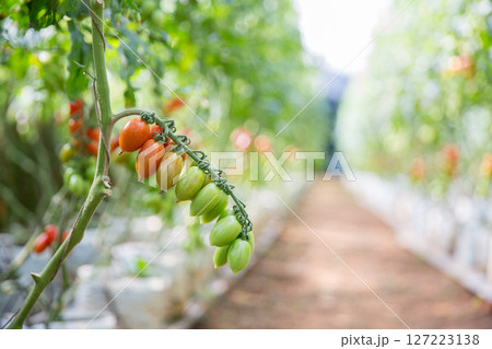 Smart farming techniques hydroponic salad vegetables technology tomato red green ensuring fresh sustainable produce agriculture promotes healthy eating support farmer living local community non gmo 127223138