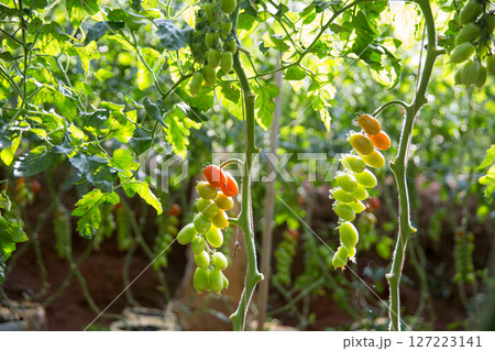 Smart farming techniques hydroponic salad vegetables technology tomato red green ensuring fresh sustainable produce agriculture promotes healthy eating support farmer living local community non gmo Smart farming techniques hydroponic salad vegetables technology tomato red green ensuring fresh sustainable produce agriculture promotes healthy eating support farmer living local community non gmo 127223141