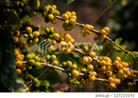 Farmer concept harvest ripe coffee seed robusta arabica berry close up fresh green leaf bean picking orange crop red yellow berries raw plant tree smart farm growth blur background eco organic garden Farmer concept harvest ripe coffee seed robusta arabica berry close up fresh green leaf bean picking orange crop red yellow berries raw plant tree smart farm growth blur background eco organic garden 127223143