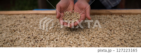 Farmer concept hand harvest ripe coffee seed robusta arabica berry close up fresh green leaf bean picking orange crop red yellow berries raw plant tree farm growth blur background eco organic garden 127223165