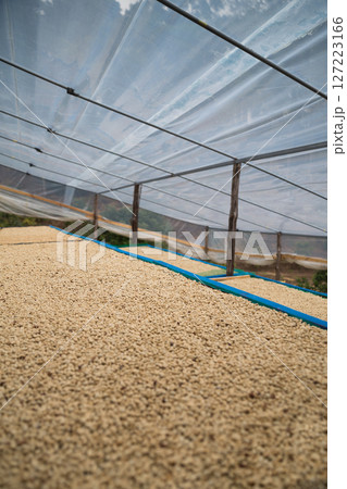 Farmer concept harvest ripe coffee seed robusta arabica berry close up fresh green leaf bean picking orange crop red yellow berries raw plant tree smart farm growth blur background eco organic garden Farmer concept harvest ripe coffee seed robusta arabica berry close up fresh green leaf bean picking orange crop red yellow berries raw plant tree smart farm growth blur background eco organic garden 127223166