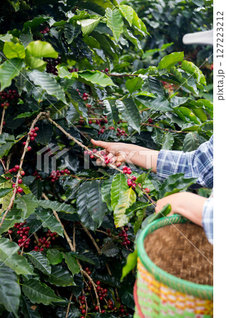 Farmer concept hand harvest ripe coffee seed robusta arabica berry close up fresh green leaf bean picking orange crop red yellow berries raw plant tree farm growth blur background eco organic garden 127223212