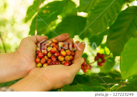 Close up hand harvest red ripe coffee seed robusta arabica berry harvesting coffee farm. Hand people harvest coffee bean ripe Red berries plant fresh seed coffee tree growth in green eco organic farm 127223249