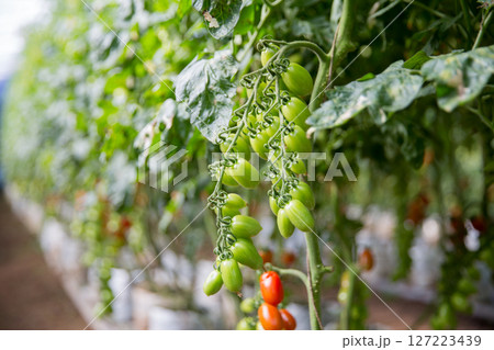 Smart farming techniques hydroponic salad vegetables technology tomato red green ensuring fresh sustainable produce agriculture promotes healthy eating support farmer living local community non gmo Smart farming techniques hydroponic salad vegetables technology tomato red green ensuring fresh sustainable produce agriculture promotes healthy eating support farmer living local community non gmo 127223439