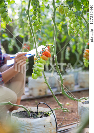 Smart farming techniques hydroponic salad vegetables technology tomato red green ensuring fresh sustainable produce agriculture promotes healthy eating support farmer living local community non gmo 127223440