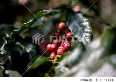 Farmer concept harvest ripe coffee seed robusta arabica berry close up fresh green leaf bean picking orange crop red yellow berries raw plant tree smart farm growth blur background eco organic garden Farmer concept harvest ripe coffee seed robusta arabica berry close up fresh green leaf bean picking orange crop red yellow berries raw plant tree smart farm growth blur background eco organic garden 127223444