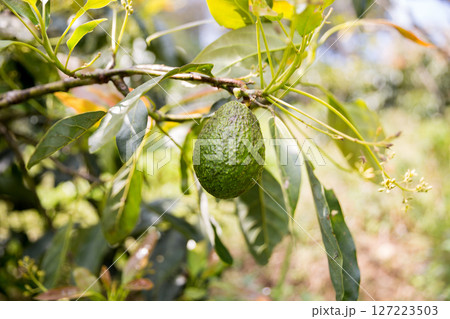 Smart avocado farming techniques hydroponic salad vegetables green ensuring fresh sustainable produce blur agriculture promotes healthy eating support farmer living local community non gmo hand pick 127223503