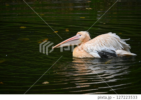 Elegant Pelican Gracefully Swimming on Calm Lake Waters 127223533