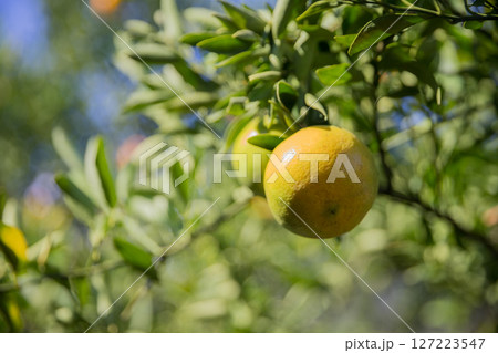 Business farm orange concept nature fruit citrus orchard mandarin tree growing, vibrant organic lush leaves background farmer green garden crop leaf ripe laden branches plant close up farming growth. Business farm orange concept nature fruit citrus orchard mandarin tree growing, vibrant organic lush leaves background farmer green garden crop leaf ripe laden branches plant close up farming growth. 127223547