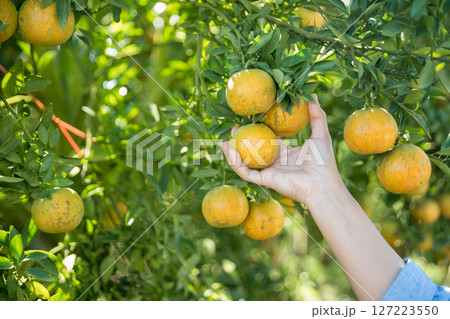 Business farm ripe orange concept farmer hand pick nature fruit citrus orchard mandarin tree growing organic lush leaves background green vibrant garden crop leaf laden branches plant close up growth 127223550