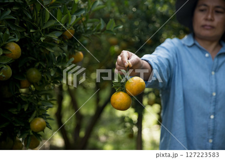 Business farm ripe orange concept farmer hand pick nature fruit citrus orchard mandarin tree growing organic lush leaves background green vibrant garden crop leaf laden branches plant close up growth 127223583