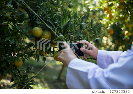 Business farm ripe orange concept farmer hand pick nature fruit citrus orchard mandarin tree growing organic lush leaves background green vibrant garden crop leaf laden branches plant close up growth 127223586