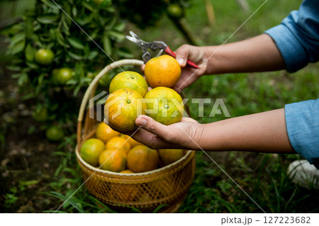 Business farm ripe orange concept farmer hand pick nature fruit citrus orchard mandarin tree growing organic lush leaves background green vibrant garden crop leaf laden branches plant close up growth Business farm ripe orange concept farmer hand pick nature fruit citrus orchard mandarin tree growing organic lush leaves background green vibrant garden crop leaf laden branches plant close up growth 127223682