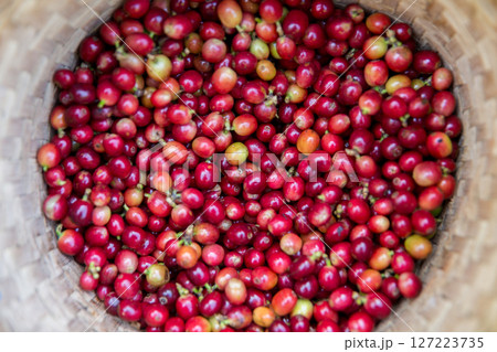 Close up hand harvest red ripe coffee seed robusta arabica berry harvesting coffee farm. Hand people harvest coffee bean ripe Red berries plant fresh seed coffee tree growth in green eco organic farm Close up hand harvest red ripe coffee seed robusta arabica berry harvesting coffee farm. Hand people harvest coffee bean ripe Red berries plant fresh seed coffee tree growth in green eco organic farm 127223735