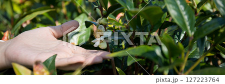 Business concept centers around fresh green tea reap background leaves organic farm with banner lush garden healthy plant tree leaves eco herbal farmer blur leaf plantation Freshness herbal natural Business concept centers around fresh green tea reap background leaves organic farm with banner lush garden healthy plant tree leaves eco herbal farmer blur leaf plantation Freshness herbal natural 127223764