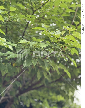 桑の葉 桑の葉 127224183