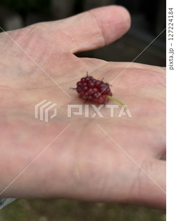桑の実 127224184