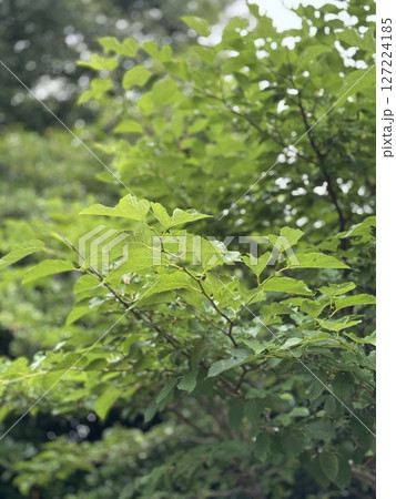 桑の葉 桑の葉 127224185