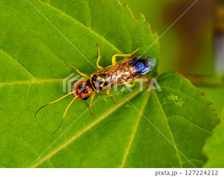 葉の上にいるウスモンヒラタハバチ 葉の上にいるウスモンヒラタハバチ 127224212