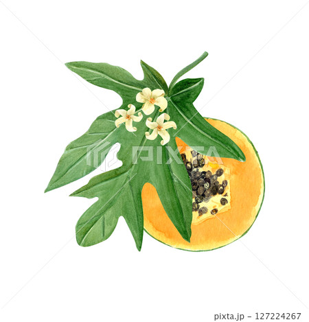Papaya slice with seeds, leaf and flowers watercolor illustration isolated on white. The hand-painted tropical fruit clip art is perfect for culinary designs, labels, prints, cards, packages menu 127224267