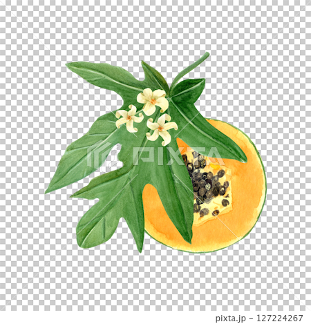 Papaya slice with seeds, leaf and flowers watercolor illustration isolated on white. The hand-painted tropical fruit clip art is perfect for culinary designs, labels, prints, cards, packages menu 127224267