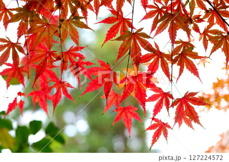 赤く色づいたモミジの葉 赤く色づいたモミジの葉 127224572