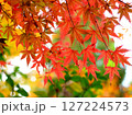 紅葉したモミジ 紅葉したモミジ 127224573