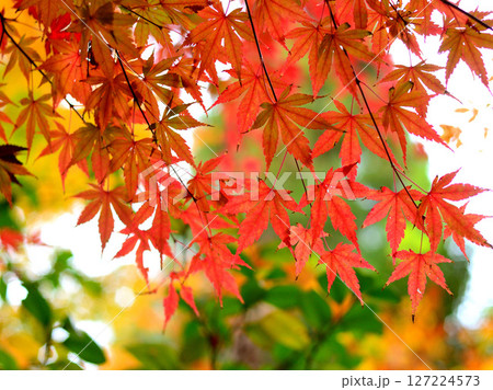 紅葉したモミジ 紅葉したモミジ 127224573