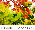 鮮やかな紅葉 鮮やかな紅葉 127224574
