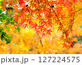 鮮やかな紅葉 鮮やかな紅葉 127224575