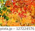 鮮やかな紅葉 鮮やかな紅葉 127224576