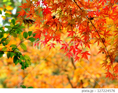 鮮やかな紅葉 鮮やかな紅葉 127224576