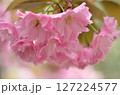 春の光を浴びるピンクの八重桜 春の光を浴びるピンクの八重桜 127224577