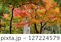 紅葉した木 紅葉した木 127224579